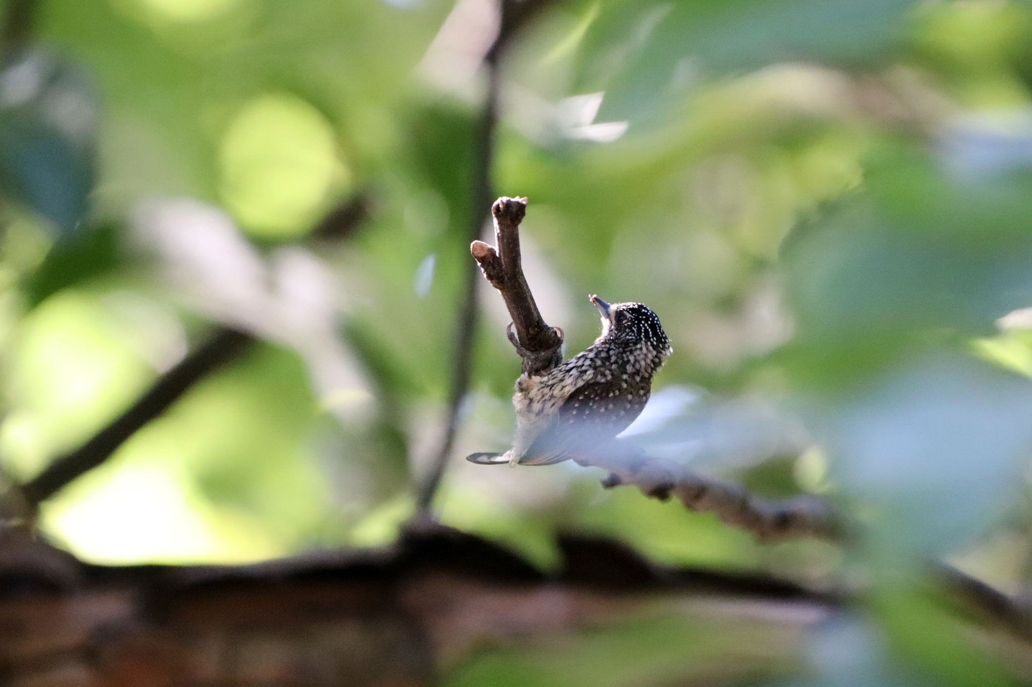 White-wedged Piculet (Picumnus albosquamatus), photo 5