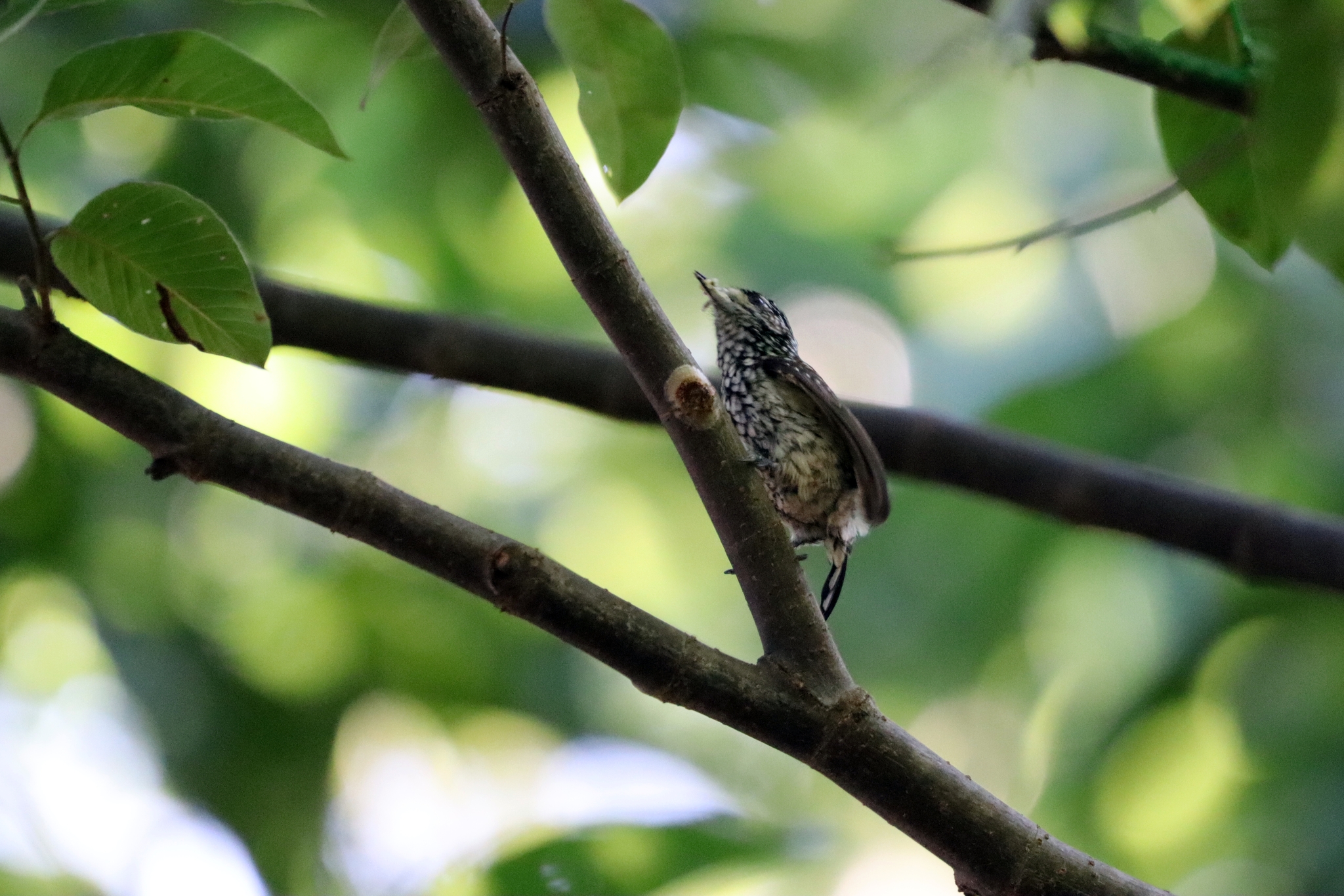 White-wedged Piculet (Picumnus albosquamatus), photo 6