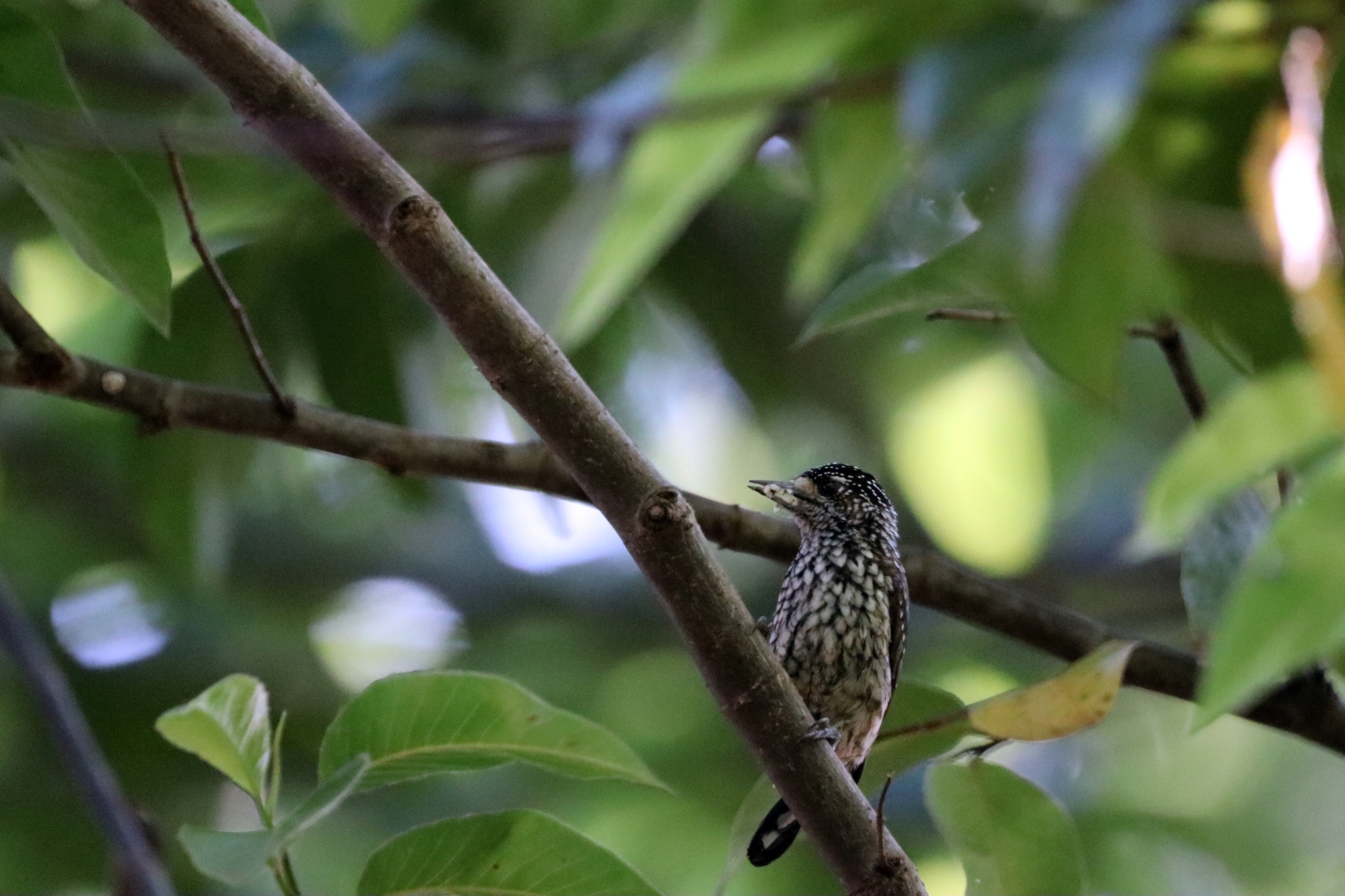 White-wedged Piculet (Picumnus albosquamatus), photo 7