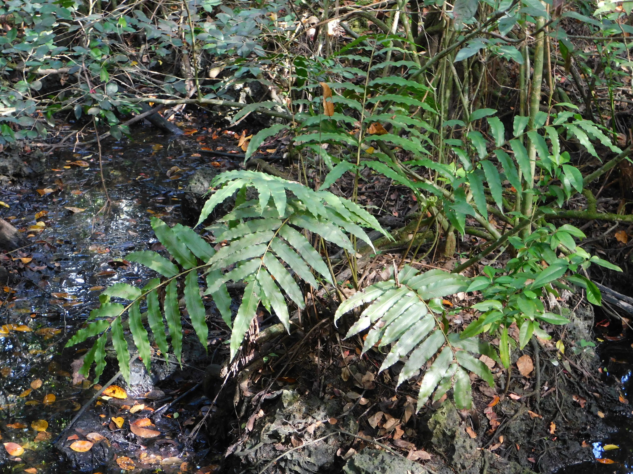 Meniscium