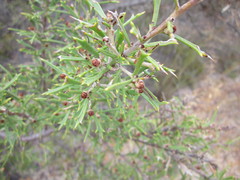 Hakea varia