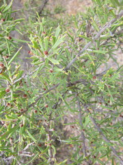 Hakea varia