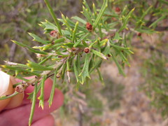 Hakea varia