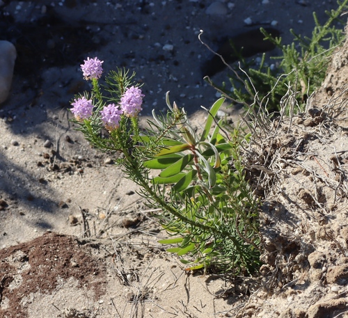 Pseudoselago spuria, photograph 4