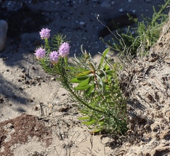 Pseudoselago spuria, photograph (c) Tony Rebelo, some rights reserved (CC BY-SA)