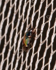 Paramyocara iridescens