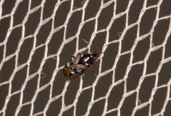 Paramyocara iridescens