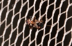 Paramyocara iridescens