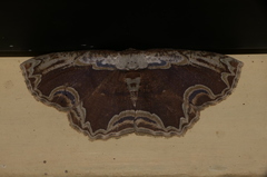 Sabulodes ornatissima