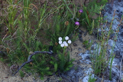 Pseudoselago spuria, photograph (c) Tony Rebelo, some rights reserved (CC BY-SA)