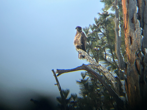 iNaturalist observation 2026-03-15