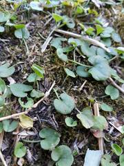 Dichondra microcalyx