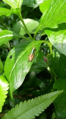 Caryanda spuria