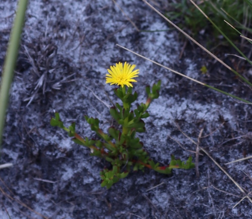 Headland Brightfig (Lampranthus promontorii)