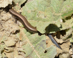 Ablepharus kitaibelii