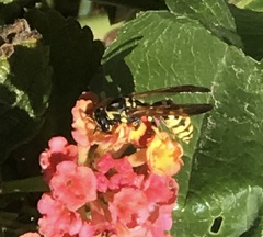 Polistes
