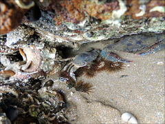 Charybdis japonica