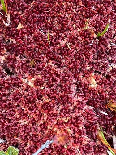 Sphagnum magellanicum observed 2026-03-13