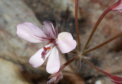 Pelargonium carneum
