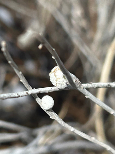 Unknown species found near River Trail, Logan, UT, US