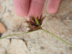 Cyperus polystachyos