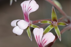 Pelargonium gracillimum