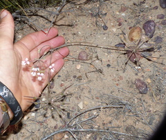 Pelargonium gracillimum