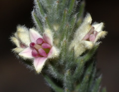 Phylica willdenowiana