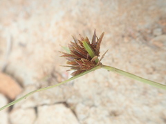 Cyperus polystachyos