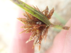 Cyperus polystachyos