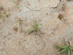 Cyperus polystachyos