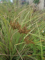 Cyperus javanicus