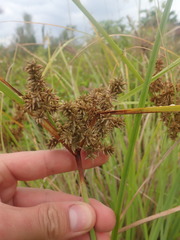 Cyperus javanicus