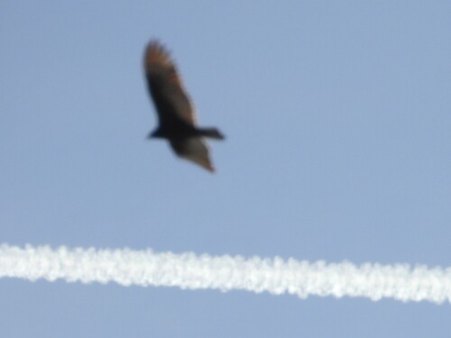 Turkey Vulture photographed in Nevada