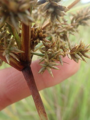 Cyperus javanicus