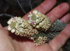 Phylica willdenowiana