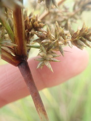 Cyperus javanicus