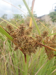 Cyperus javanicus