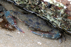 Charybdis japonica