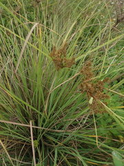 Cyperus javanicus