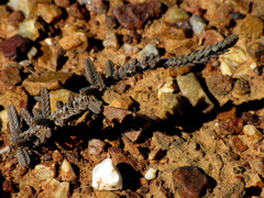Crassula muscosa muscosa