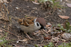 Passer montanus