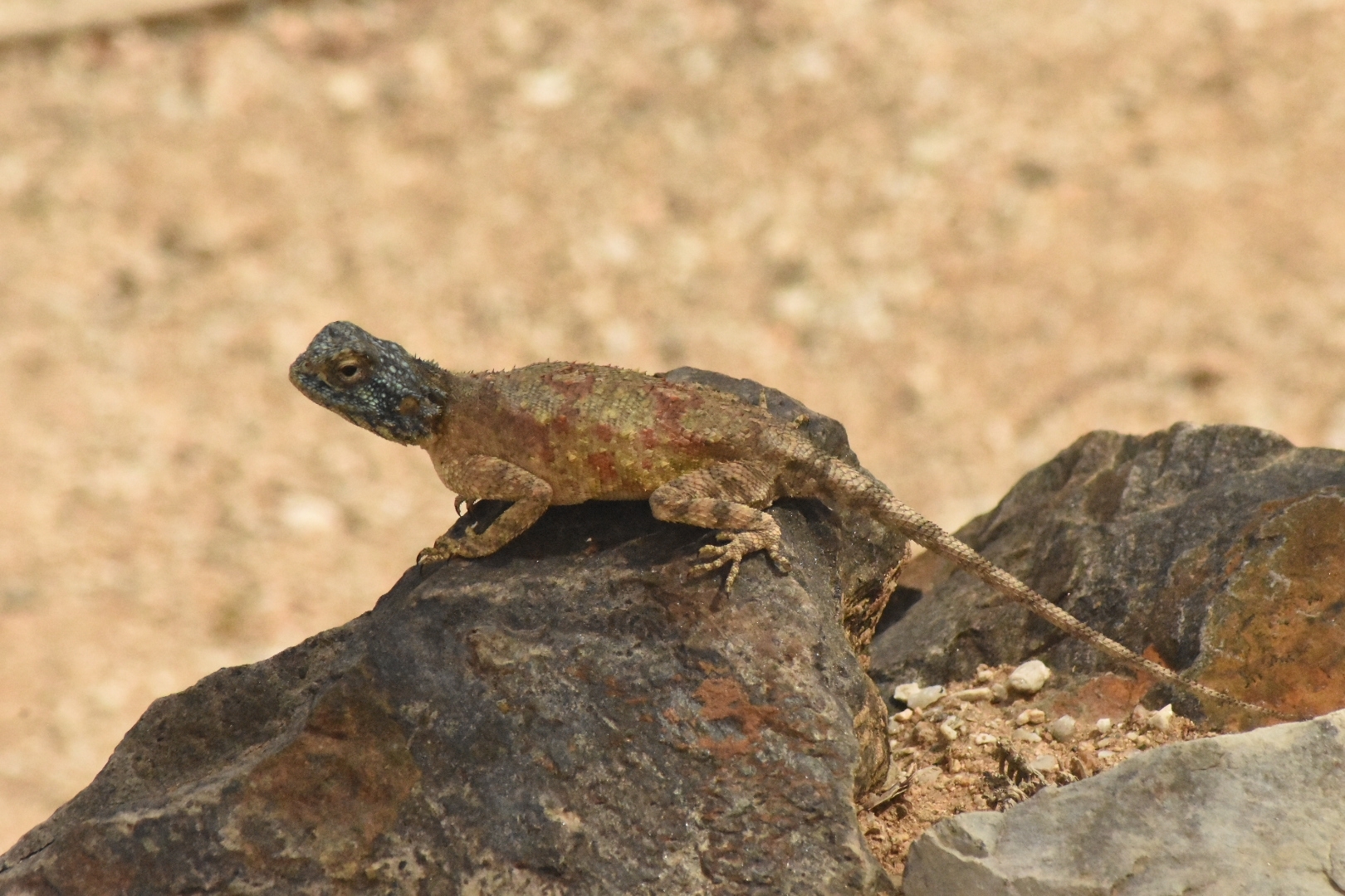 Agama anchietae Bocage, 1896