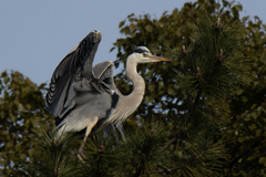 Ardea cinerea