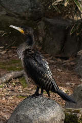 Phalacrocorax carbo