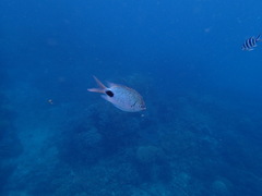 Abudefduf sparoides