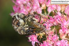 Lasiotrichius succinctus