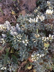 Astragalus tragacantha