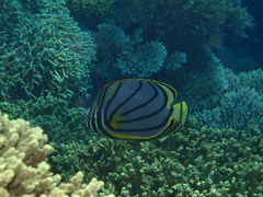 Chaetodon meyeri