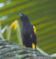 Icterus melanopsis
